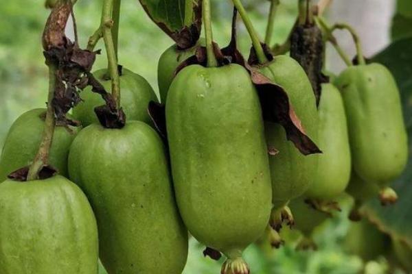 软枣猕猴桃生长几年才能结果，种植第4-5年通常会进入盛果期