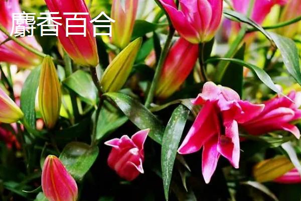 百合花的价格，遇到特殊节日往往会涨价