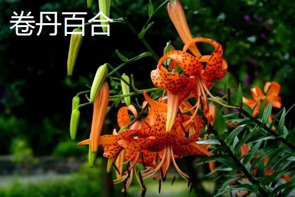 百合花的价格，遇到特殊节日往往会涨价