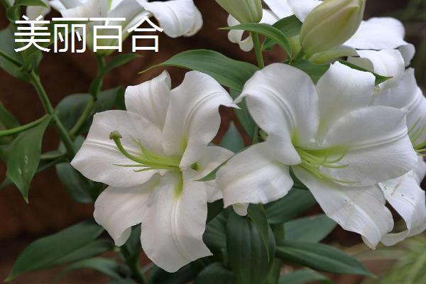 百合花的价格，遇到特殊节日往往会涨价