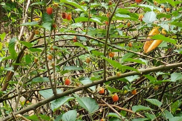十种有前景的作物，种植树莓可连续多年挂果