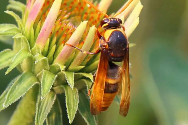 黄腰虎头蜂简介，也被称作杀人蜂