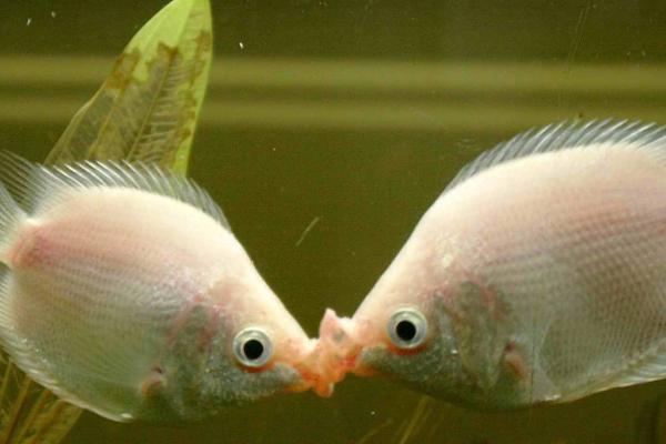 接吻鱼为什么会接吻，是备受青睐的小型观赏鱼