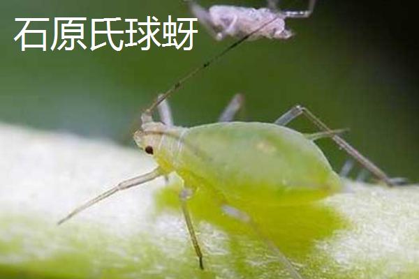 蚜虫的种类，是一类植食性昆虫