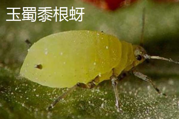 蚜虫的种类，是一类植食性昆虫