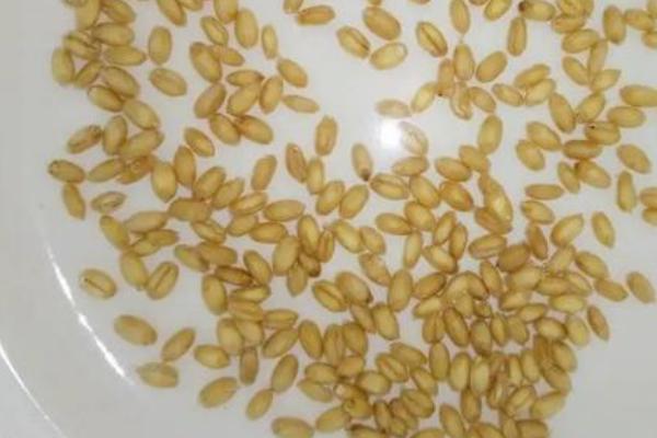 小麦种的处理方法，浸种可以促进出苗