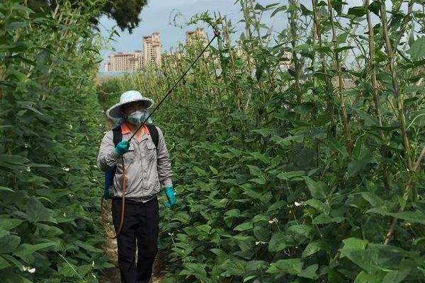 芸豆何时喷施磷酸二氢钾，结荚鼓粒时喷肥效果更佳