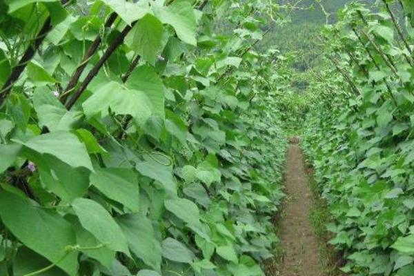 芸豆何时喷施磷酸二氢钾，结荚鼓粒时喷肥效果更佳