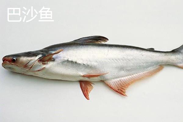 巴沙鱼是不是鳕鱼，虽外观相似但科属和价格均不同