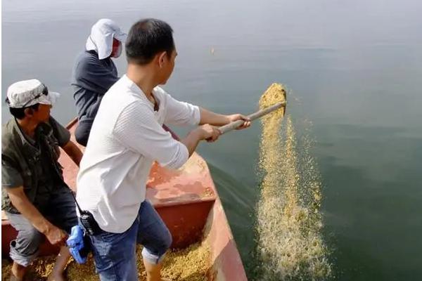 翘嘴一般在水域中的什么位置，常在水面宽、水草多的地方栖息