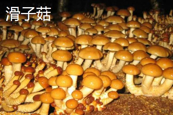 南方适合种哪些水果，海南省和云南省适合种植榴莲