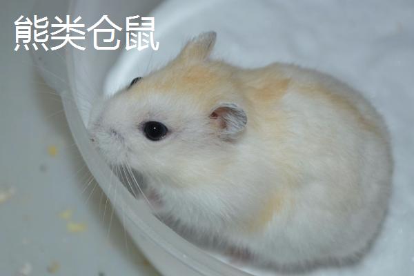 宠物仓鼠的品种，性格和外形均不同