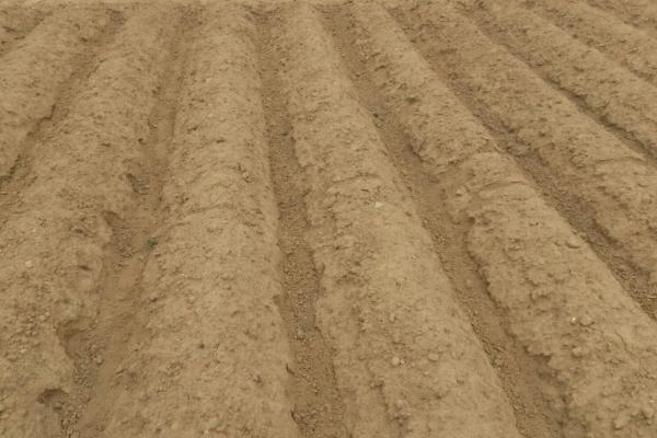 蛇床子种植方法，对土壤要求不严