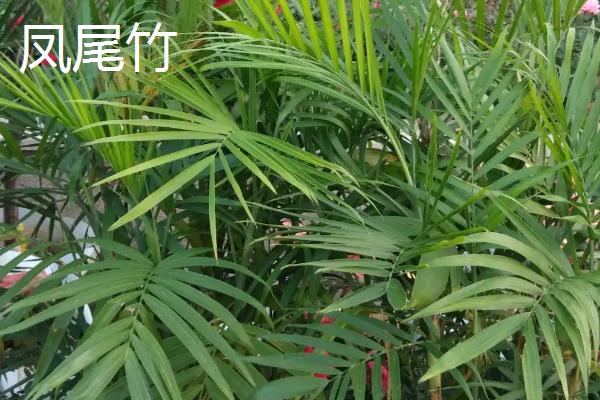 散尾葵和凤尾竹的区别，形态和习性均不同