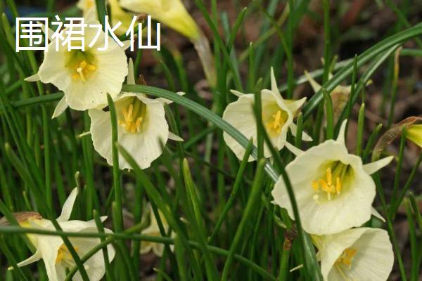 水仙花的品种，在1-2月开花