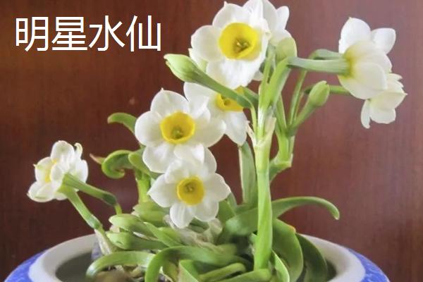 水仙花的品种，在1-2月开花