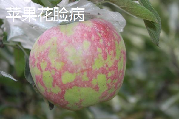苹果树的常见病害及特征，主要病因包括干旱和冻害