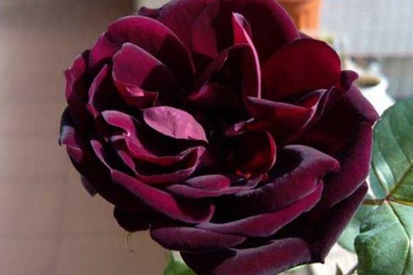路易十四玫瑰简介，不是玫瑰而是杂交月季