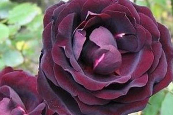 路易十四玫瑰简介，不是玫瑰而是杂交月季