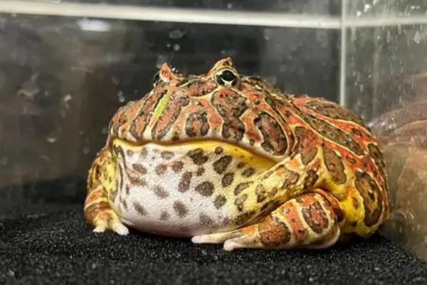 黄金角蛙的寿命，一般可存活4-5年
