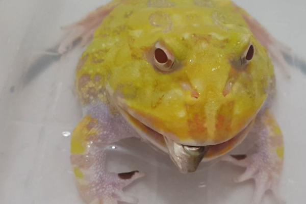 黄金角蛙的寿命，一般可存活4-5年