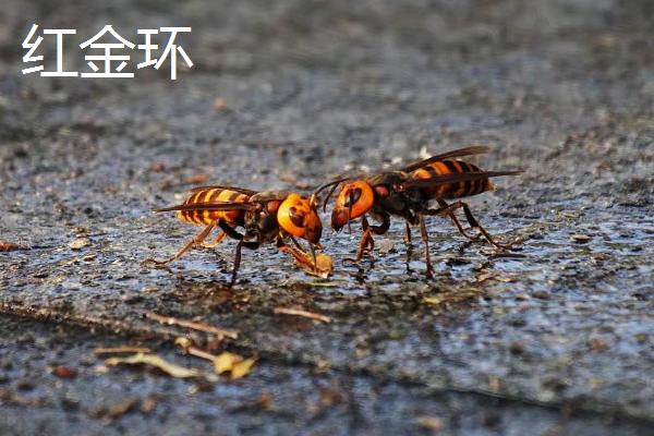 金环胡蜂简介，常被称作“虎头蜂”