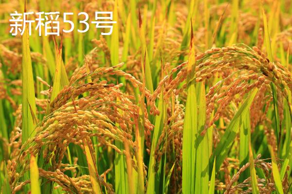 适合种植在新疆地区的水稻品种，新稻58号可在南疆和北疆推广种植