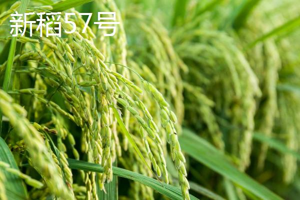 适合种植在新疆地区的水稻品种，新稻58号可在南疆和北疆推广种植