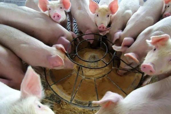 猪为什么会食欲不振及如何处理，可增喂青绿饲料或更改饲料配方