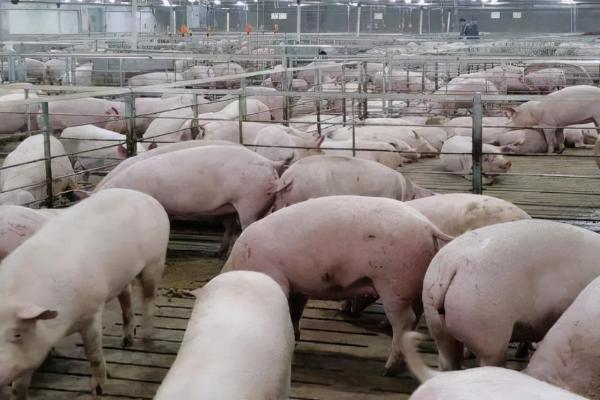 猪为什么会食欲不振及如何处理，可增喂青绿饲料或更改饲料配方
