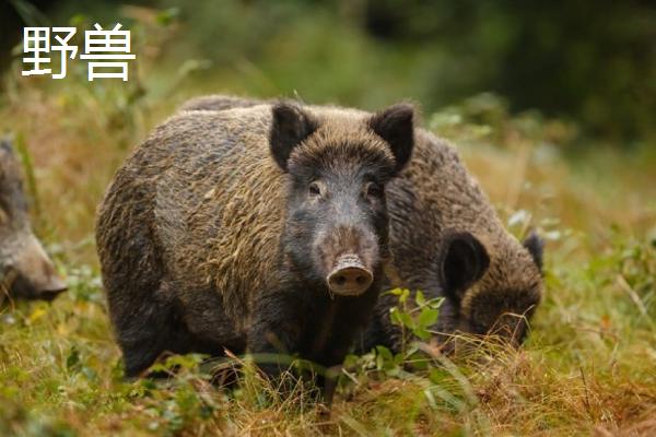 有哪些野兽和家禽，家禽是指家庭训养的禽类动物