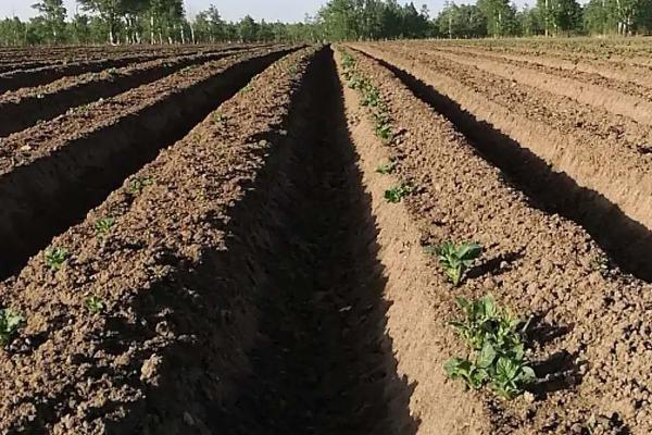 红薯高产种植方法，早栽嫩壮苗可明显提高产量