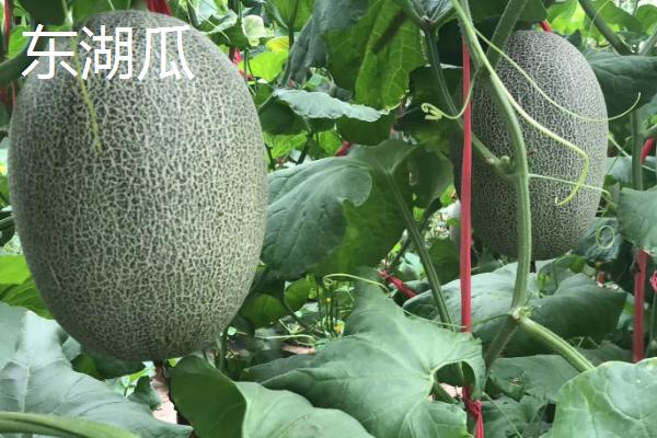 新疆哈密瓜的品种，西州蜜深受全国人们喜爱