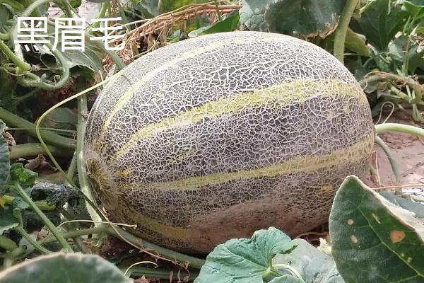 新疆哈密瓜的品种，西州蜜深受全国人们喜爱