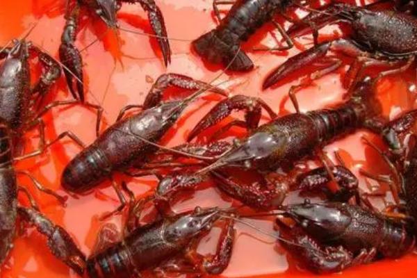 养殖澳洲龙虾的方法，前期应主喂动物性饲料