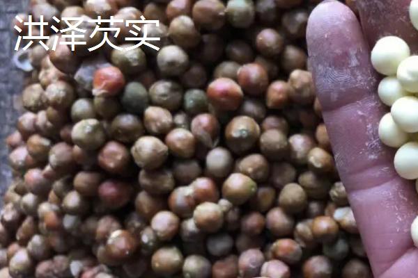 我国哪里的芡实品质较好，天长芡实营养丰富且药用价值较高