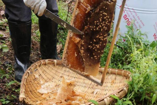 中蜂取蜜时间，暖和天气要在傍晚取蜜