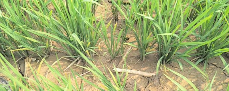 中晚稻搁田控蘖的方法，无效分蘖期至穗分化初期可开沟排水