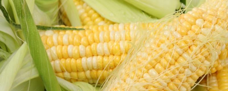 滑丰6号玉米种子的特征特性，夏播生育期为101天