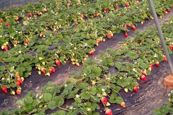 5月份可以种草莓吗，露地种植可能导致不结果