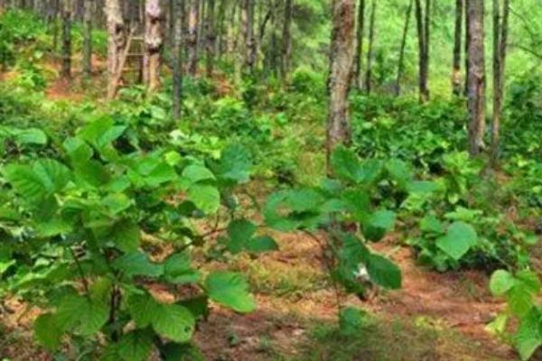 鸡血藤种子的售价和种植方式，一斤大概需要50-60元左右