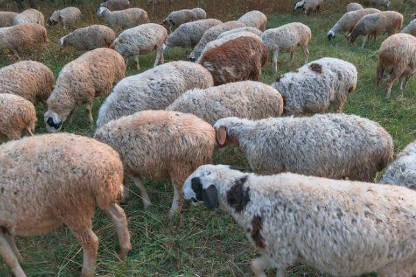 山羊为什么会脱毛，可能是代谢紊乱或缺少营养等原因所导致