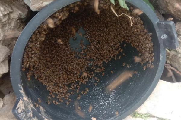 适合放置诱蜂桶的位置，通常可放在蜜源丰富、符合蜜蜂筑巢习性的地方