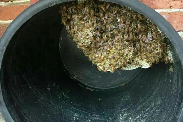 适合放置诱蜂桶的位置，通常可放在蜜源丰富、符合蜜蜂筑巢习性的地方