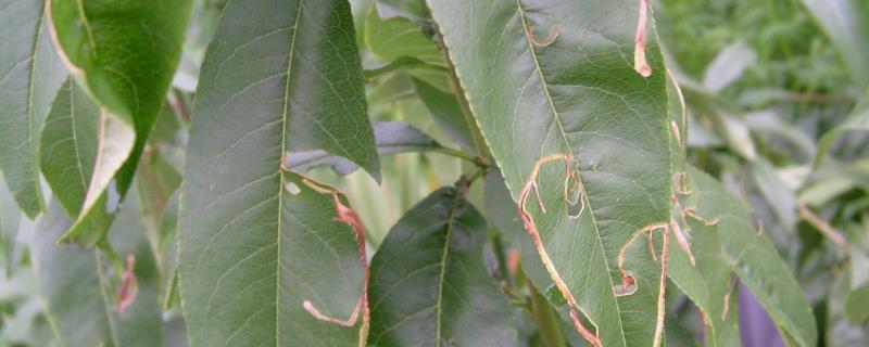 桃潜叶蛾防治方法，蛹期和成虫羽化期是药剂防治的关键时期