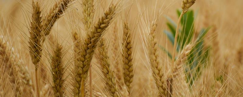 小麦缺钾的症状，常表现为茎秆矮小