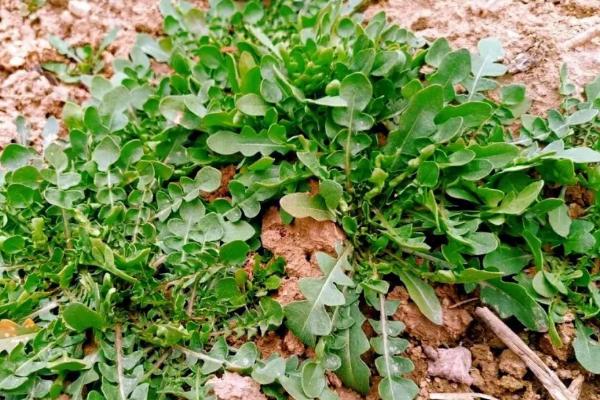 火爆野菜种植项目，香椿和荠菜等品种比较受市场欢迎