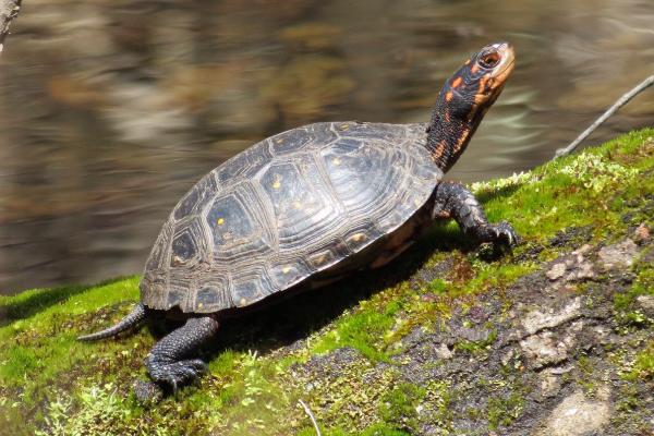 水龟需不需要晒背，晒背可有效促进钙的吸收