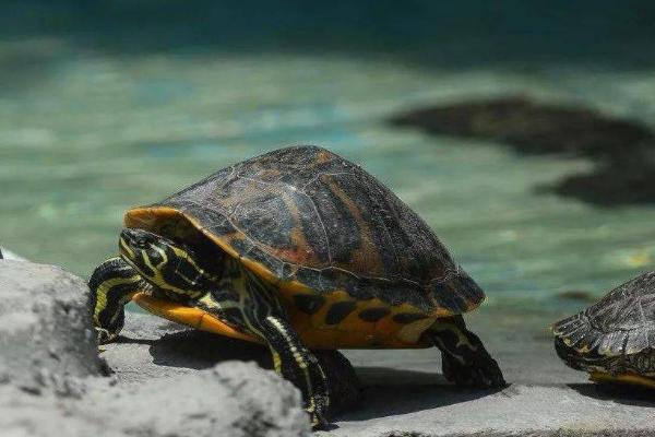 水龟需不需要晒背，晒背可有效促进钙的吸收