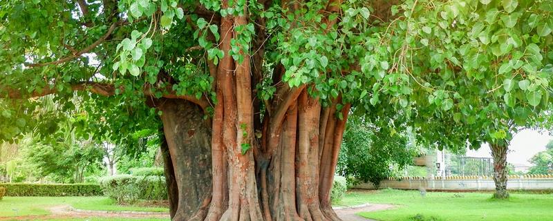 什么是菩提树，属于桑科、榕族、菩提树种大乔木植物
